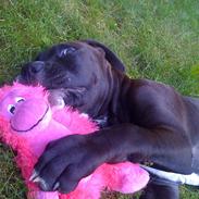 Amerikansk staffordshire terrier Donna