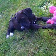 Amerikansk staffordshire terrier Donna