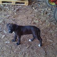 Amerikansk staffordshire terrier Donna