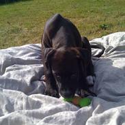 Amerikansk staffordshire terrier Donna