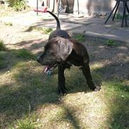 Amerikansk staffordshire terrier Donna