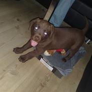Labrador retriever Bonzo