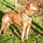 Rhodesian ridgeback peter