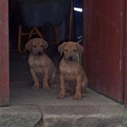 Rhodesian ridgeback peter