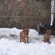Rhodesian ridgeback peter