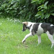 Alaskan husky balou