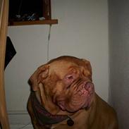 Dogue de bordeaux Omerta