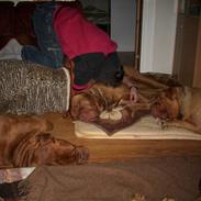 Dogue de bordeaux Omerta