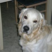 Golden retriever Tjilli