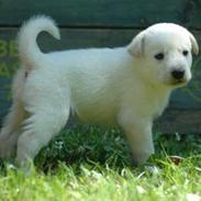 Blanding af racer DIVA