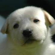 Blanding af racer DIVA