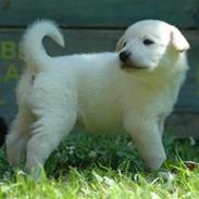 Blanding af racer DIVA