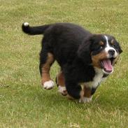 Berner sennenhund Bess Heike