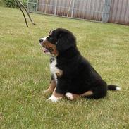 Berner sennenhund Bess Heike