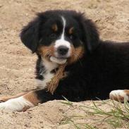Berner sennenhund Bess Heike