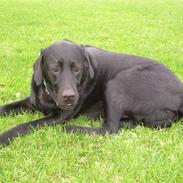 Labrador retriever Buster