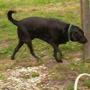 Labrador retriever Buster