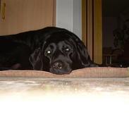 Labrador retriever Buster