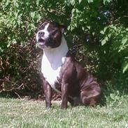 Staffordshire bull terrier Carlos