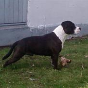 Staffordshire bull terrier Carlos