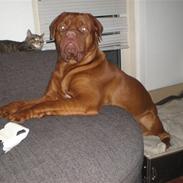 Dogue de bordeaux Apollo