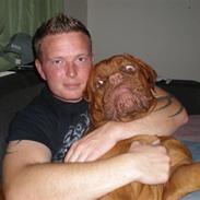 Dogue de bordeaux Apollo