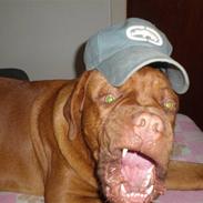 Dogue de bordeaux Apollo