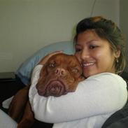 Dogue de bordeaux Apollo