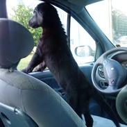 Flat coated retriever Chico