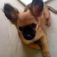 Chihuahua Signe