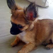 Chihuahua Signe