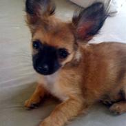 Chihuahua Signe