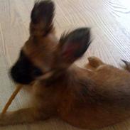 Chihuahua Signe