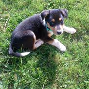 Blanding af racer Speedy