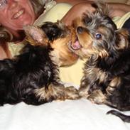 Yorkshire terrier Tiger / Tyson