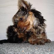 Yorkshire terrier Tiger / Tyson