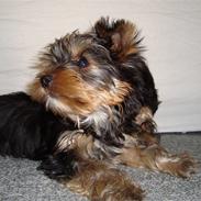 Yorkshire terrier Tiger / Tyson