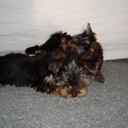 Yorkshire terrier Tiger / Tyson