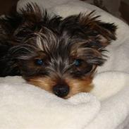 Yorkshire terrier Tiger / Tyson