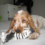 Cocker spaniel Buster