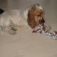 Cocker spaniel Buster