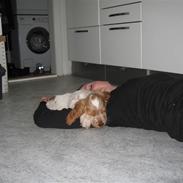 Cocker spaniel Buster