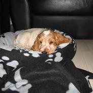 Cocker spaniel Buster