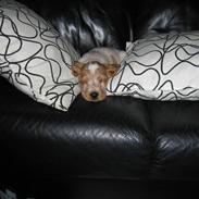 Cocker spaniel Buster