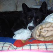 Karelsk bjørnehund Buller