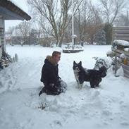 Karelsk bjørnehund Buller