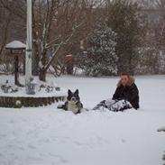 Karelsk bjørnehund Buller