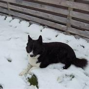 Karelsk bjørnehund Buller