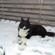 Karelsk bjørnehund Buller