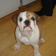 Engelsk bulldog Frida